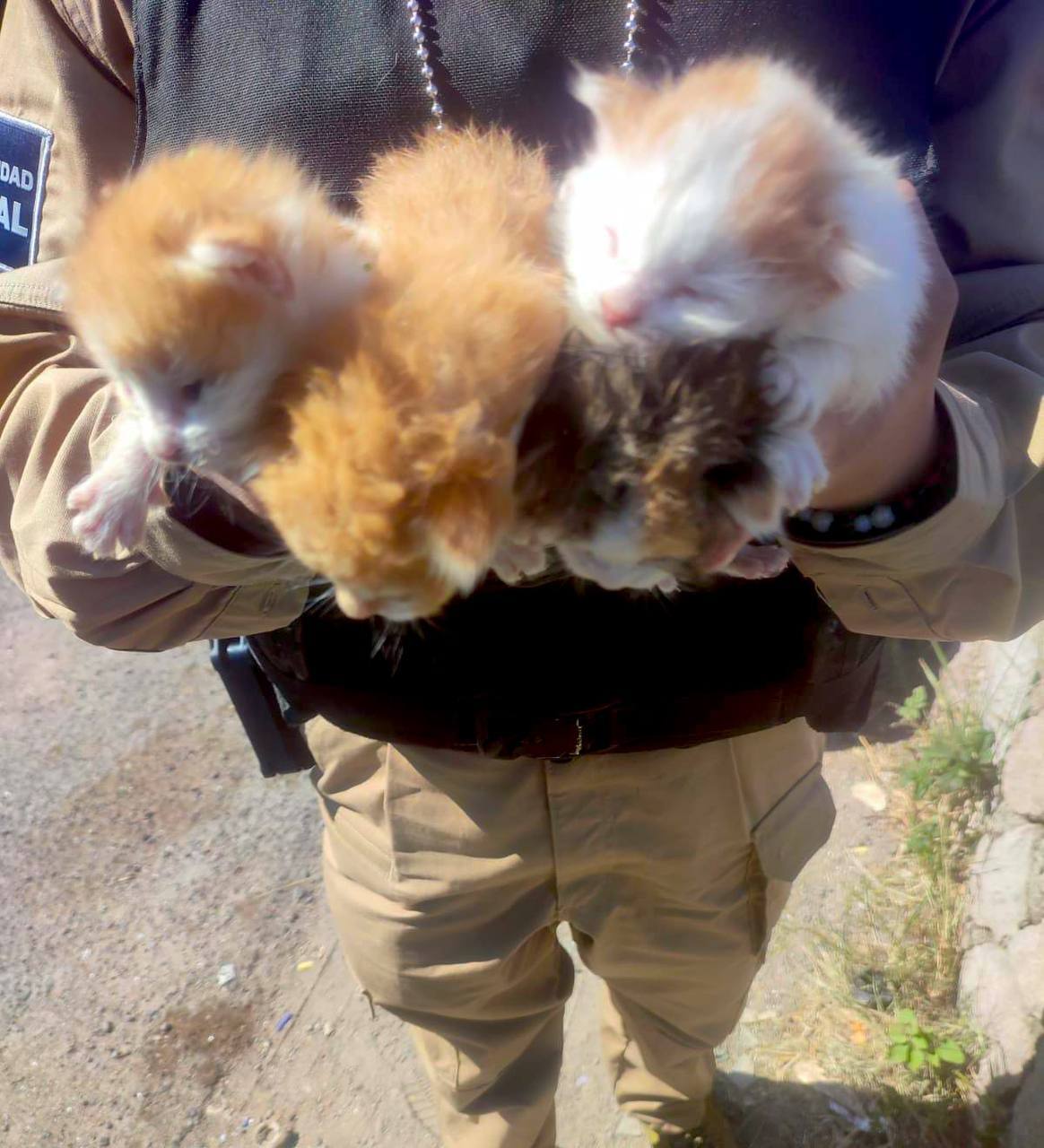 Rescatan a seis gatitos en estado de abandono en Guanajuato Capital