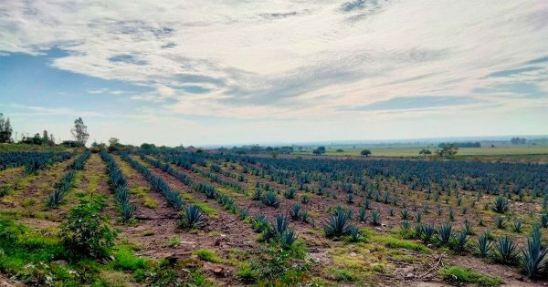 Aseguran tierras de cultivo en Purísima del Rincón ante desastres naturales