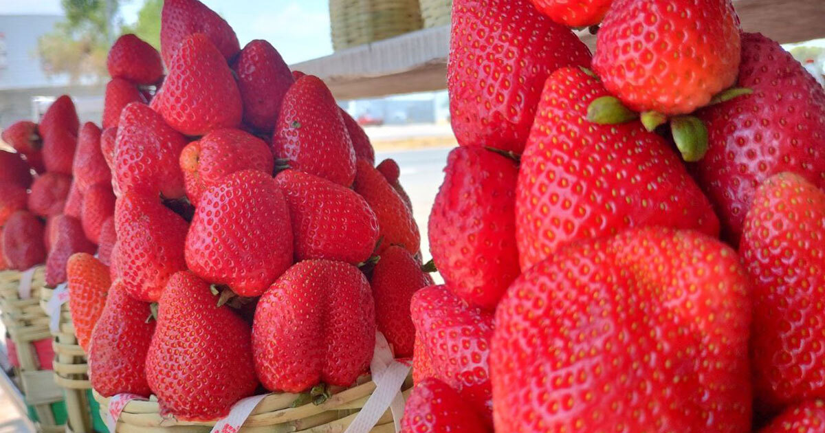 ¿Adiós mermelada? Fresas en Irapuato enfrentan crisis por lluvias y plagas en Irapuato