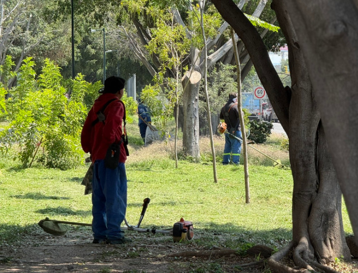 León: revisan poda en camellones tras queja sobre eliminación de jardines polinizadores