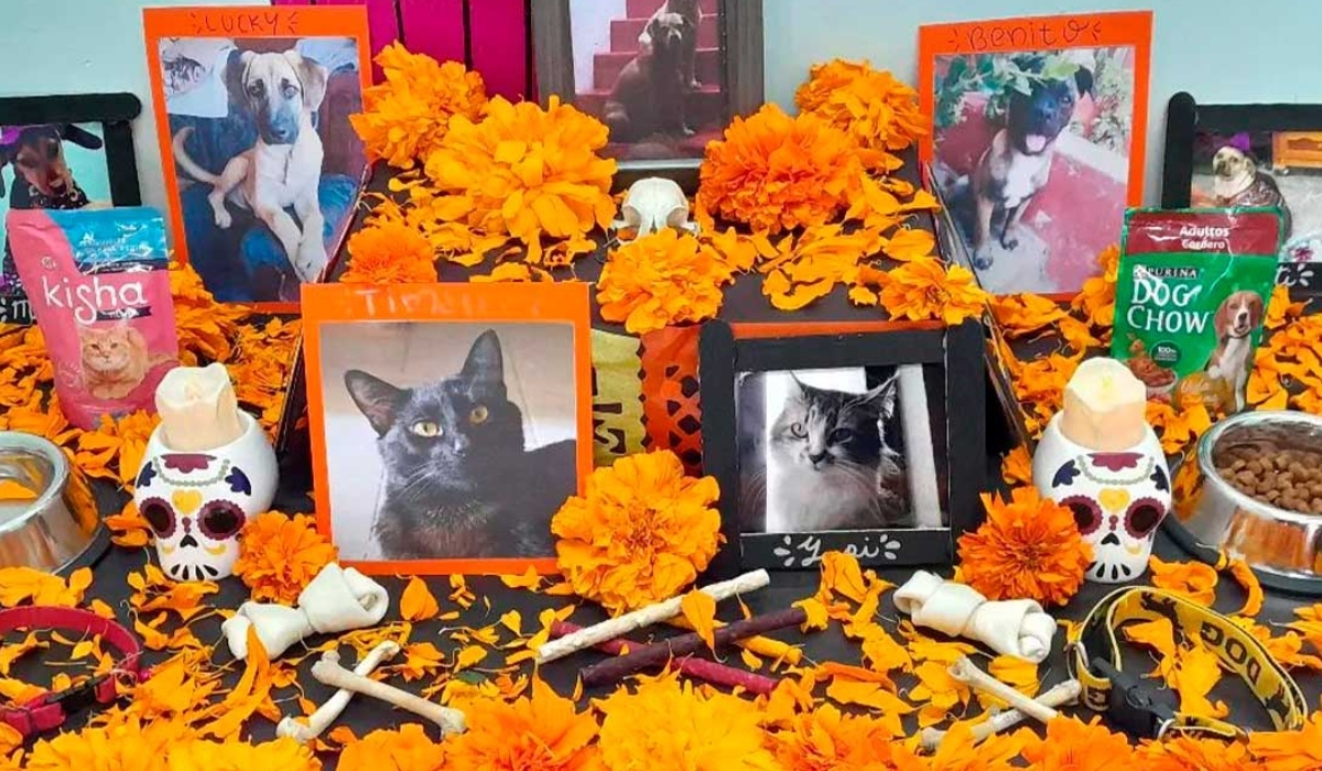 Día de Muertos 2024: ¿Cuándo se pone la ofrenda para las mascotas? 