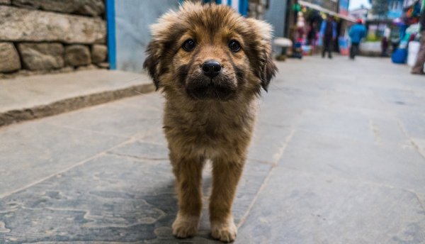 Marcos Aguilera organiza adoptón en León para rescatar a más de 20 mascotas