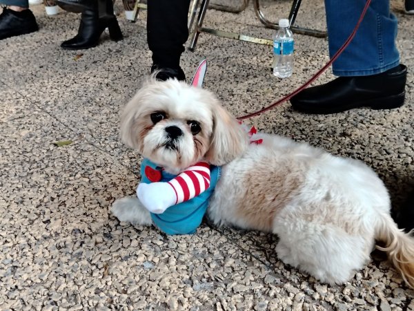 Fotos | Perritos llenan festival de Día de Muertos en Salamanca con sus bellos disfraces