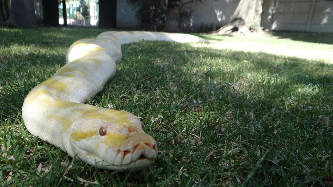 ¿Quién es “La Güera“? una pitón de 4 metros que se encuentra en el ZooIra 