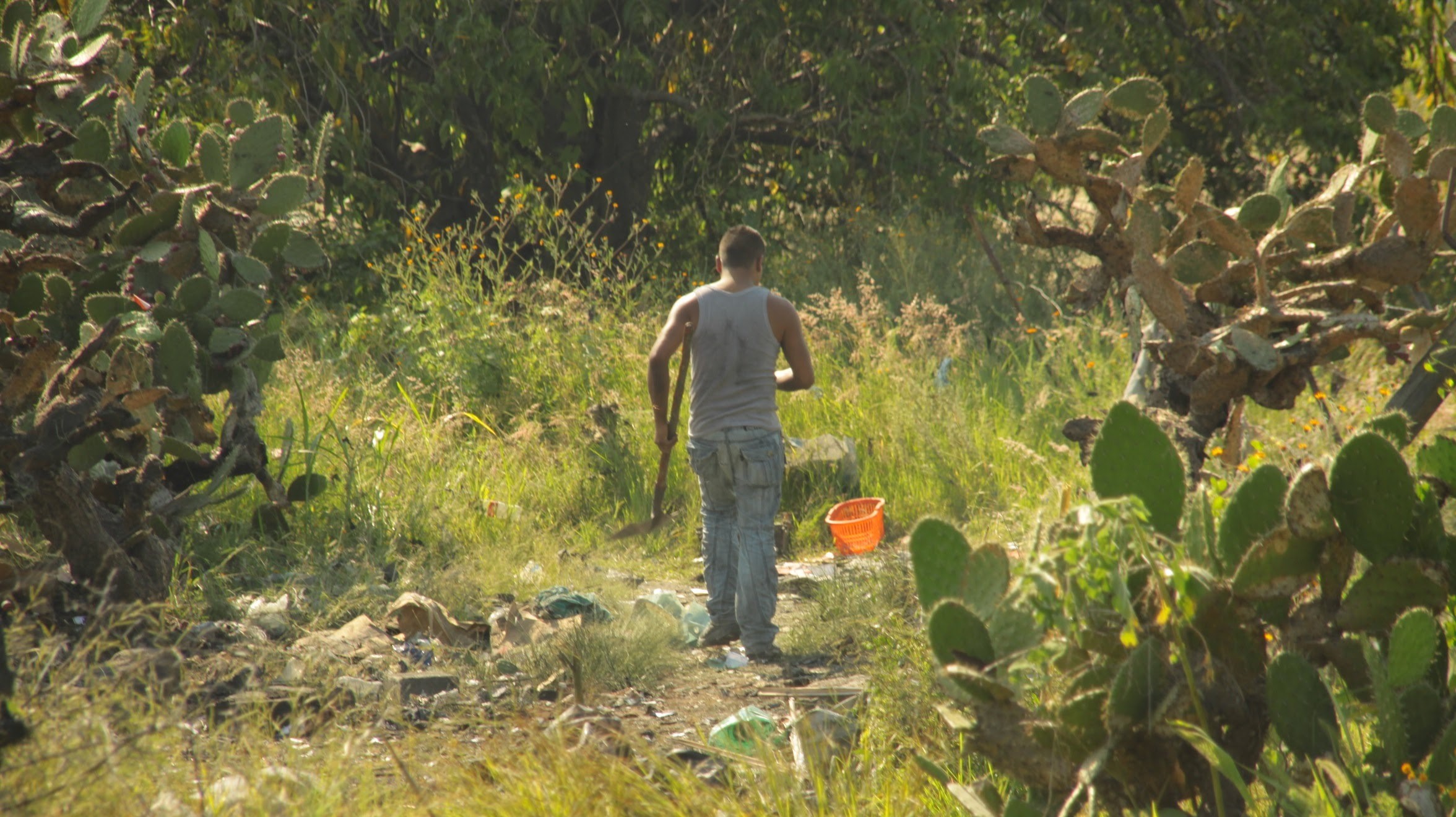 ¿Cultivo de Nopal es mejor alternativa al agave y hasta el maíz? 