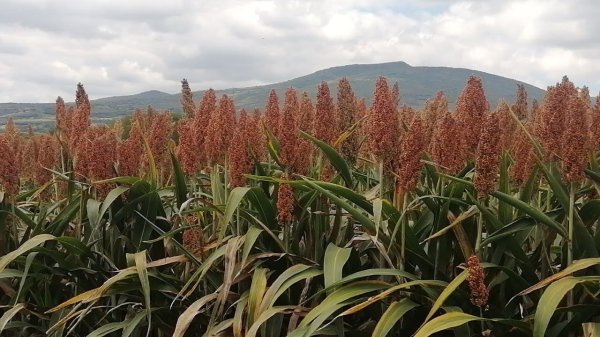 Preocupan precios de sorgo y maíz a agricultores de Guanajuato ¿no habrá ganancias?