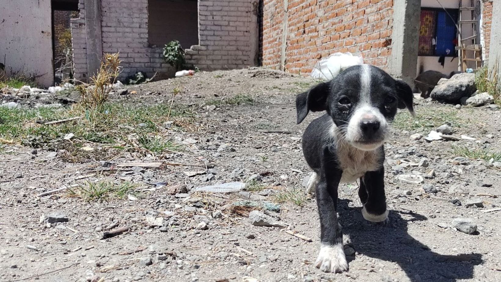 Inauguran el Consejo de Protección Animal en Guanajuato, ¿qué es y en qué ayudará?