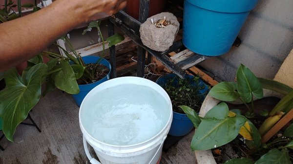 Habitantes de El Rehilete en Villagrán sufren por falta de agua: 