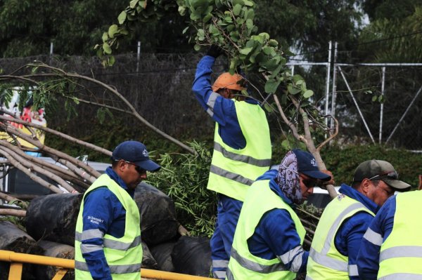 Celaya impulsará reforestación masiva ¿de qué se trata? 