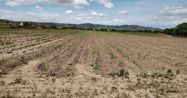 Ante crisis, aseguran apoyo para agricultores de Guanajuato; amenazan con bloquear carreteras 