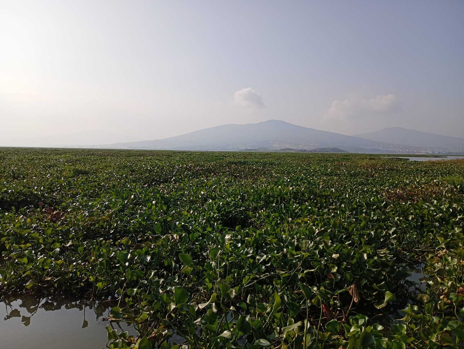 Pescadores de la Laguna de Yuriria reclaman falta de acciones contra plaga de lirio 