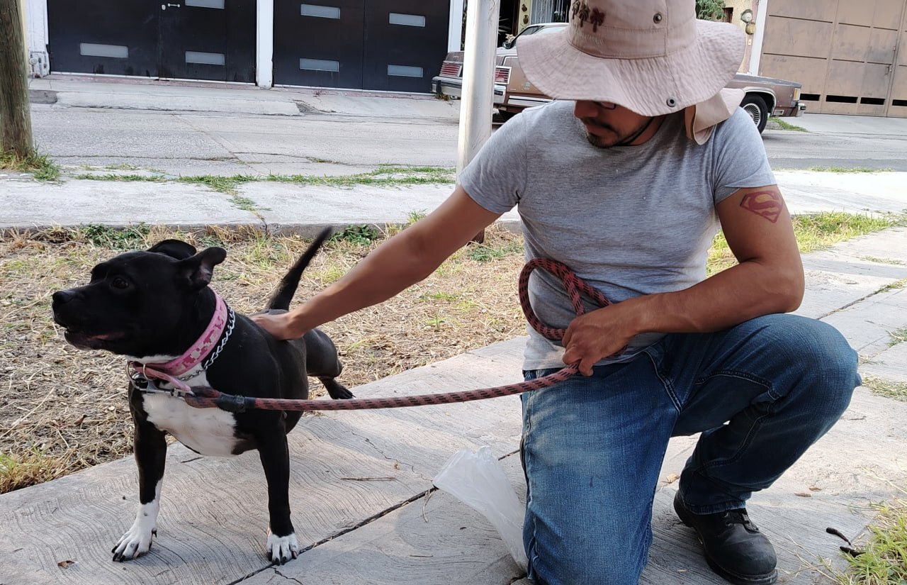 ¿Ahora más fácil adoptar una mascota en Celaya? Estos son los requisitos 