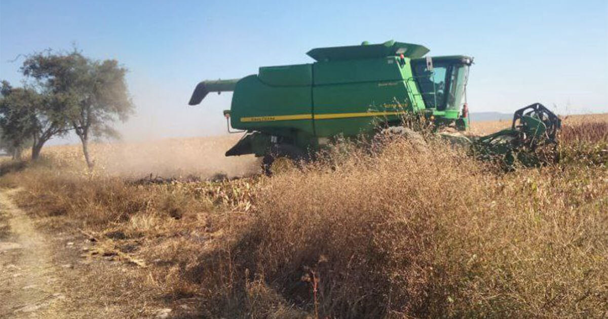 Productores de sorgo adelantan cosechas por altas temperaturas y fuertes vientos en Guanajuato 