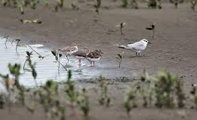 Inicia monitoreo de aves migratorias en Yuriria ¿Por qué? 