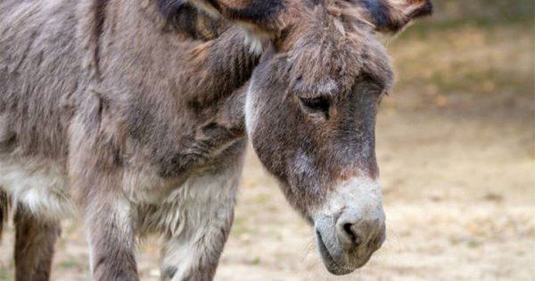 Animalistas buscan a un burro herido por jauría en San Miguel de Allende