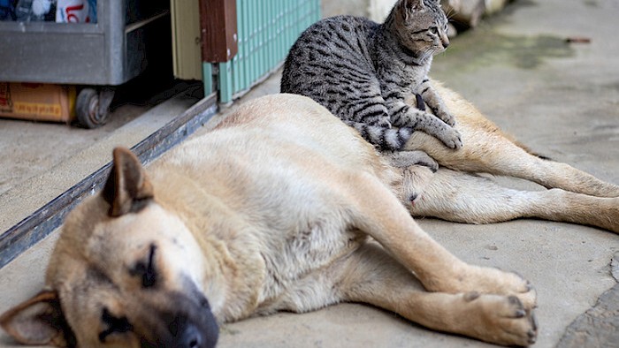 Sobrepoblación de perros y gatos en Irapuato: ¿qué puedes hacer para ayudar a resolver esta crisis?