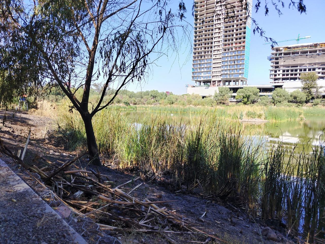 Incendio en el Parque 'Los Cárcamos' de León consume algunos metros de tule ¿qué sucedió? 