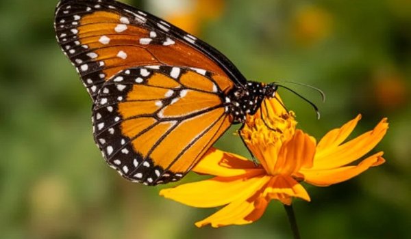 ¿Qué se celebra hoy 27 de noviembre 2024 en México? Día Nacional de la Conservación