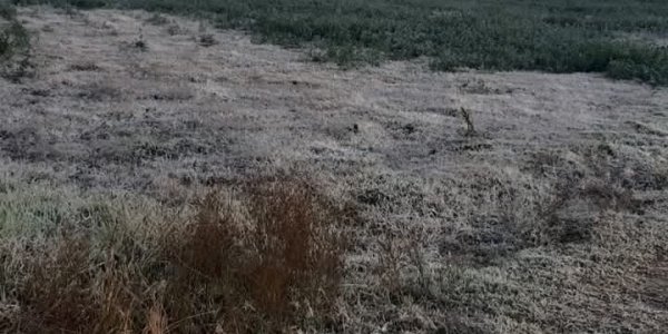 Heladas sorprenden a Doctor Mora; hielo cubre de blanco los campos