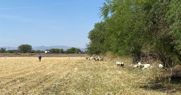 “Nos endeudaron”: Campesinos de Guanajuato enfrentan altos cobros de electricidad en pozos de riego