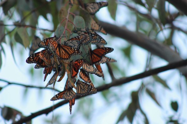 ¿Sabes en dónde ver mariposas monarcas en Guanajuato? Esta es la parada que hacen antes de irse a los santuarios 