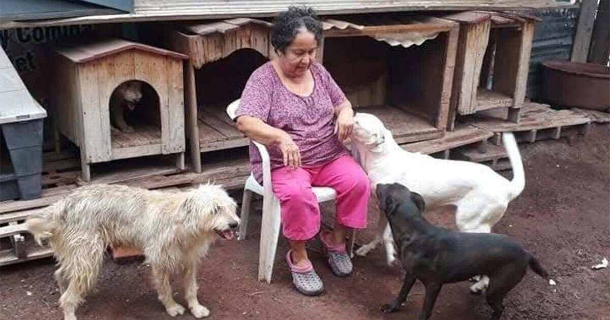 Por 27 años, SAPA ha cuidado a perritos ancianos y en situación de calle en Salamanca