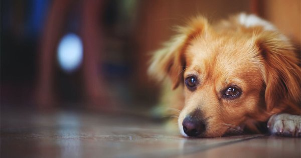 Indigna envenenamiento de perritos en la comunidad El Salto de Tierra Blanca 