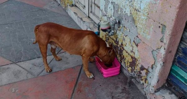 Mascotas envenenadas alarma a vecinos de la 18 de Marzo en Salamanca