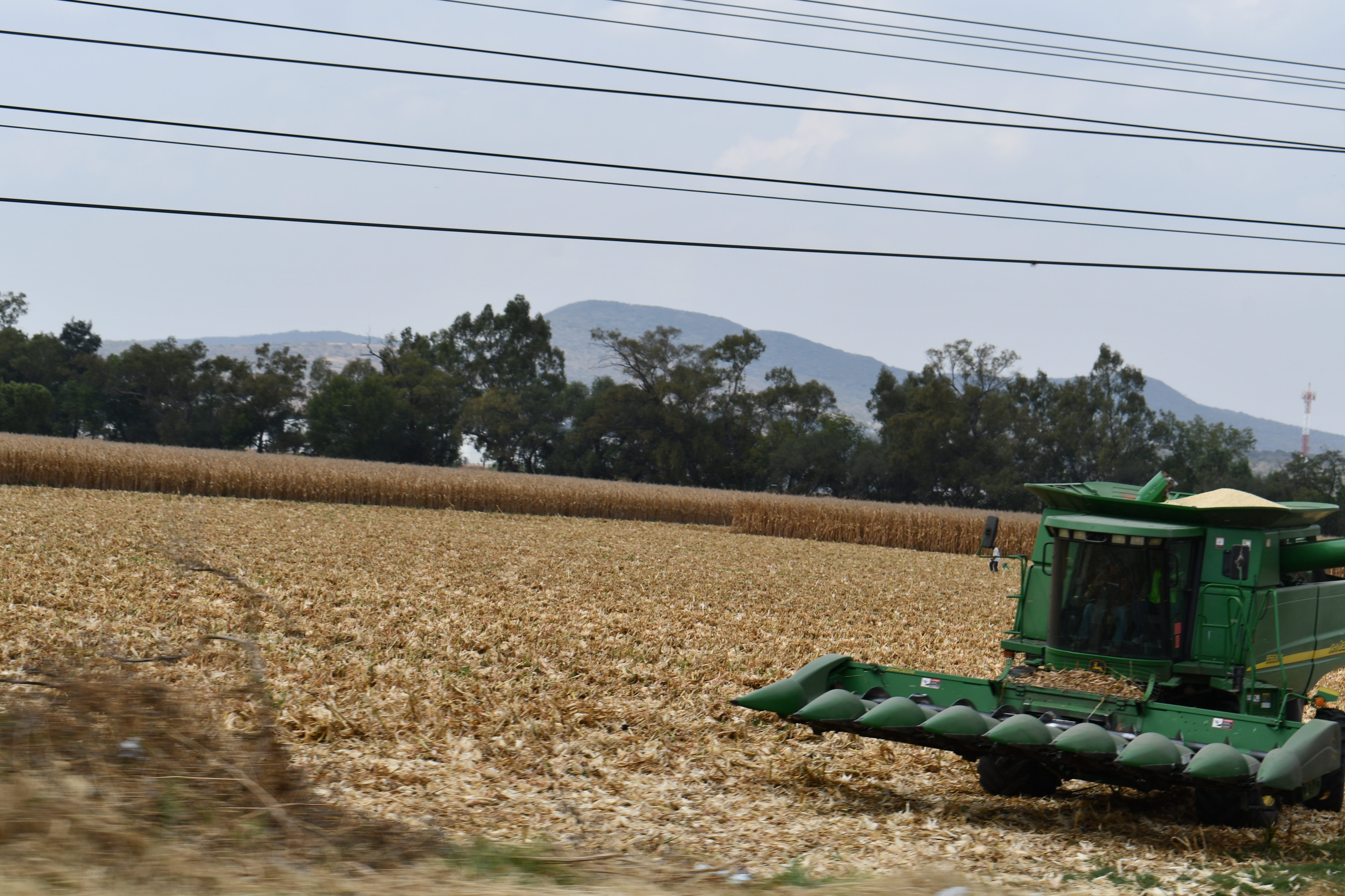 Productores de maíz en Guanajuato dejarán de sembrar por precios bajos: “¿quién va a querer?” 