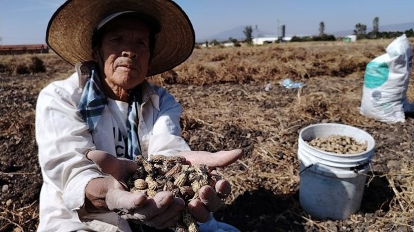 Tarimoro se ha convertido en ‘tierra de cacahuates’: cultivo ha sostenido a generaciones 