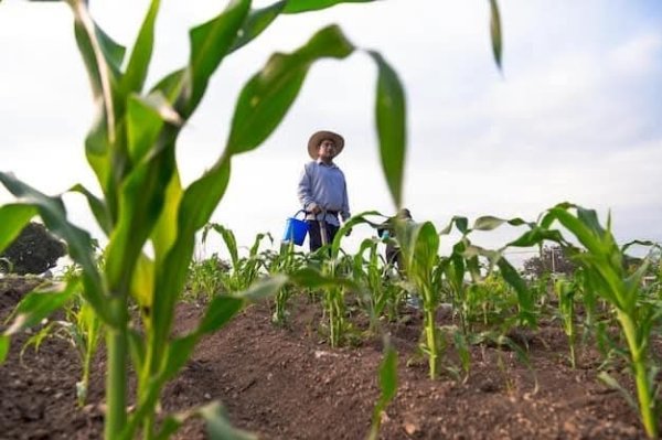 Pizca de maíz y sorgo en Guanajuato: tradición que resiste a la tecnificación del campo