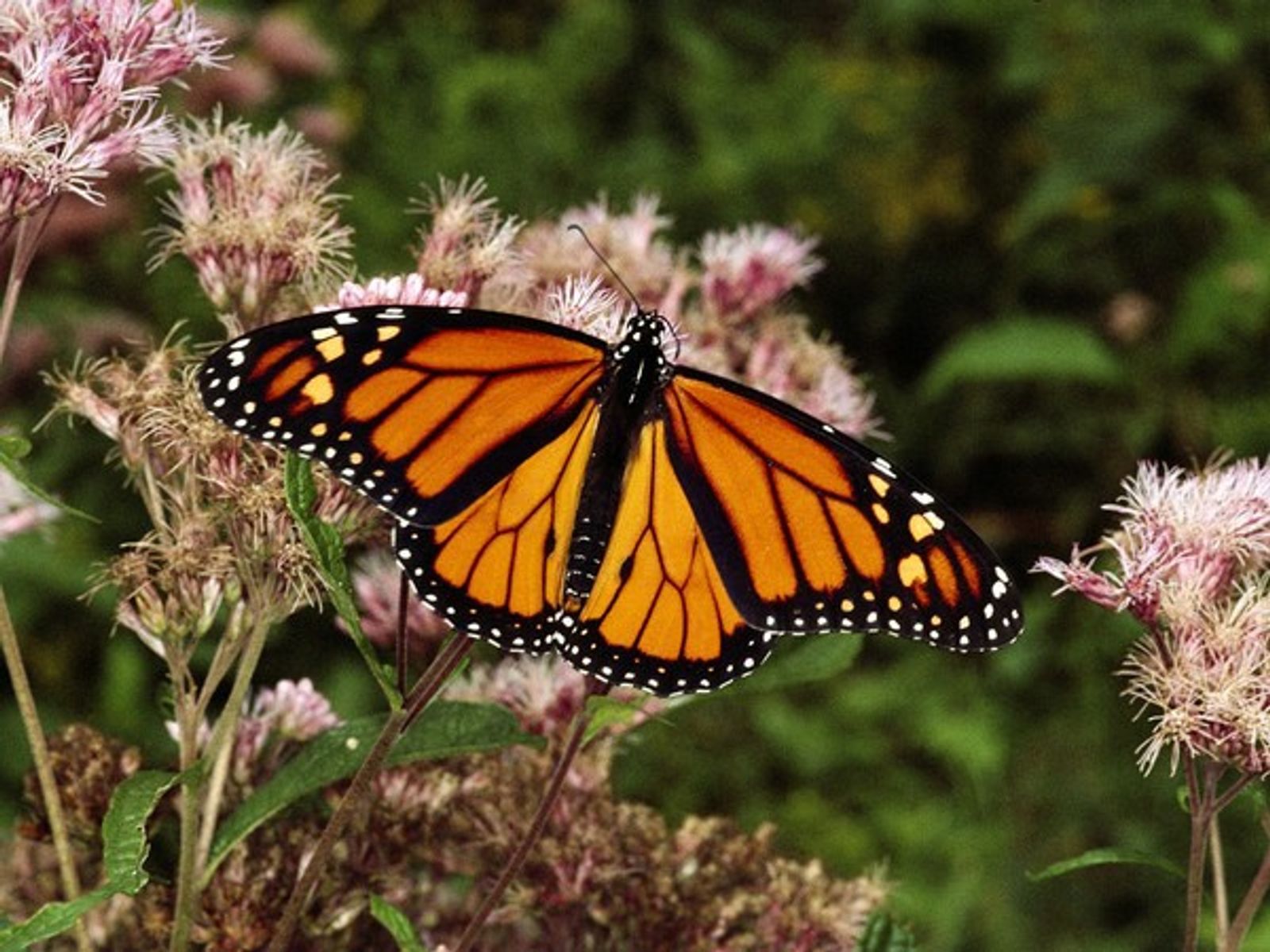 EU podría declarar a la mariposa monarca como especie amenazada