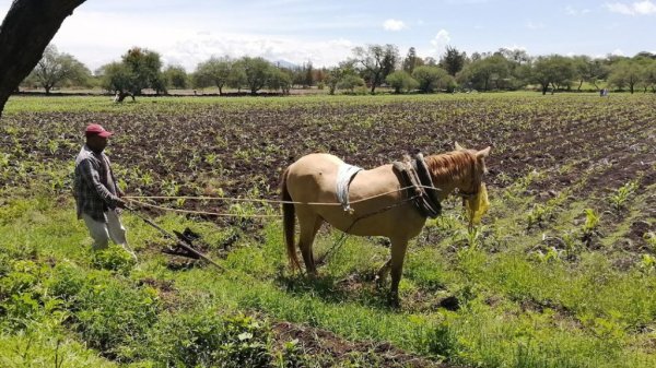 Ejidatarios de Acámbaro piden apoyo a autoridades ante los bajos precios de productos 