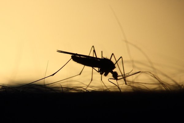 Analizan aplicar vacunas contra el dengue en Guanajuato ¿para quiénes sería?