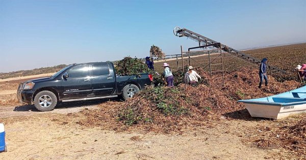 Vecinos de San Miguel organizan brigadas para erradicar el lirio en la Presa Allende