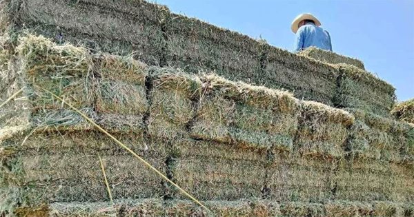 Siembra de alfalfa consume mucha agua en cultivos de Guanajuato; Celaya lidera producción