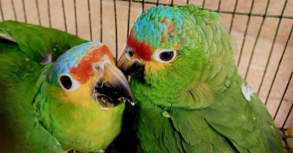 A vista de todos, vendían aves de especies protegidas en el tianguis de Apaseo el Grande