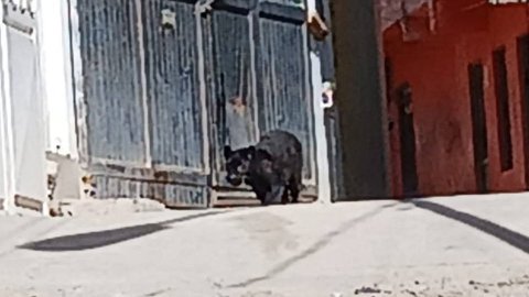 Fotos | Solo en Guanajuato: pantera ronda calles en Presa de Rocha; ya la atrapó PROFEPA