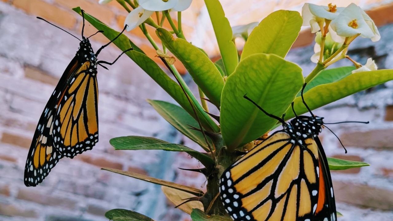 Cambio climático amenaza a Mariposa Monarca, retrasó su migración este año