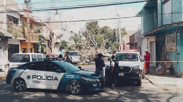 Se cae árbol de más de diez metros en el barrio de San Miguel en León