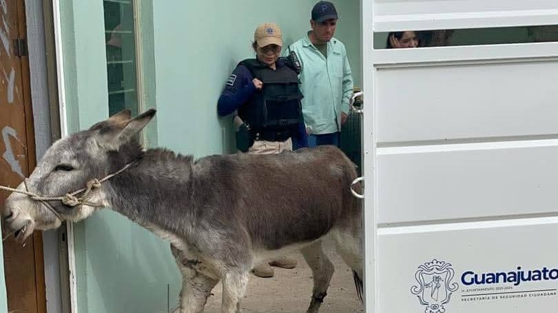 Le salvan la vida a Burro en Comunidad de Peñafiel en la Guanajuato capital