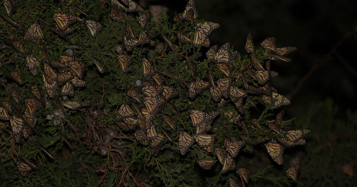 ¿Por qué se retrasó la migración de la mariposa monarca en su paso por Guanajuato? 