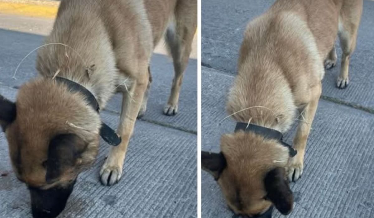 Aumenta extravío de mascotas en Salamanca por quema de pirotecnia