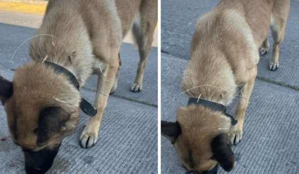 Aumenta extravío de mascotas en Salamanca por quema de pirotecnia