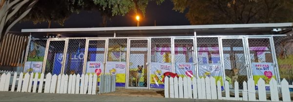 Patitas en el SIT está por cumplir cuatro años salvado a cachorros de la calle