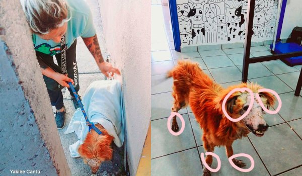 Moon, el perrito quemado con agua caliente en Salamanca busca un hogar 