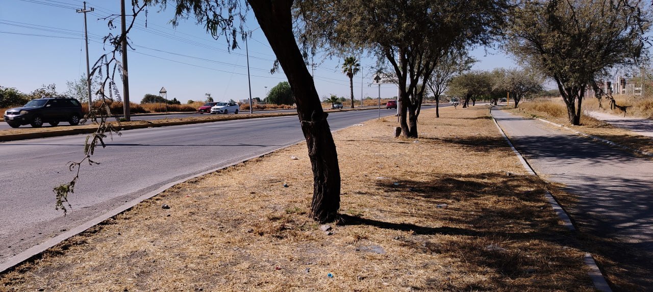 Deficiencia en áreas verdes: Celaya busca conectar más sitios a la línea morada