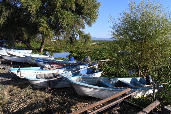 Lirio en Laguna de Yuriria regresa e impide pescar; agrava economía