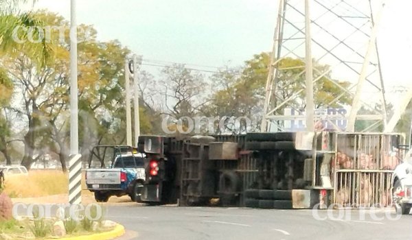 Segundo robo de camión de cerdos en Celaya desata persecución y termina en volcadura