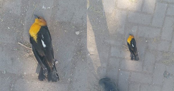 Nueva parvada muere en Irapuato por el ruido: ¿qué puedes hacer para evitar más muertes de aves?